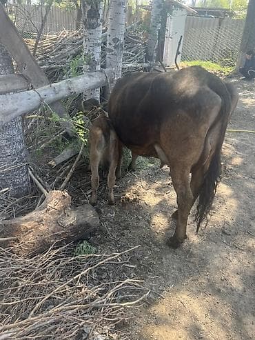 немецкий овчарка цена: Продаю | Корова (самка) | Полукровка | Для молока | После отела — 1