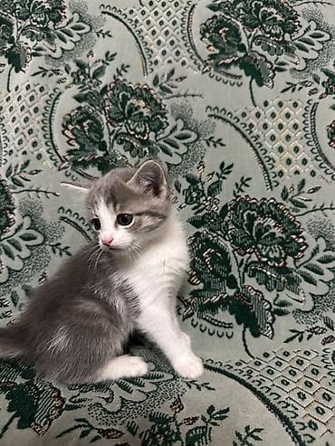 новорожденные котята: Котята, домашние, короткошёрстные. - Описание: игривые и общительные — 4