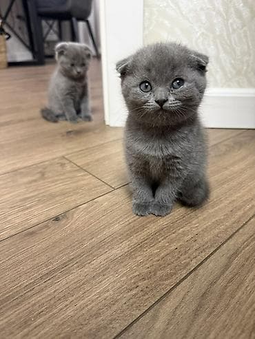 scottish fold: Шотландские вислоухие котята (Scottish Fold), дымчато‑серый окрас. - — 1