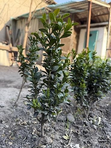 самшиты круглые: Самшит (Buxus) – декоративные кусты и сформированные топиарные формы — 5