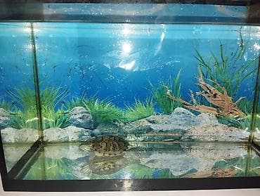 Аквариумный террариум для водной черепахи. аквариум на 20 литров с at lalafo.kg Аквариумный террариум для водной черепахи. аквариум на 20 литров с