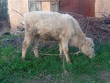 трава заберу бесплатно: Продаю | Бык (самец), Музоо, торпок | На откорм | Привязанные — 3