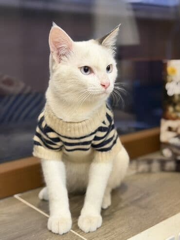 морковь на корм: В добрые руки котенок, мальчикмесяца 4 на вид, ласковый, приучен к — 4