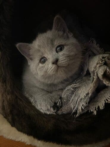 сколько стоит переноска для кошки: Скотиш Страйт (Шотландская прямоухая), 1 месяц, Девочка, Голубой, Приучена к лотку — 5