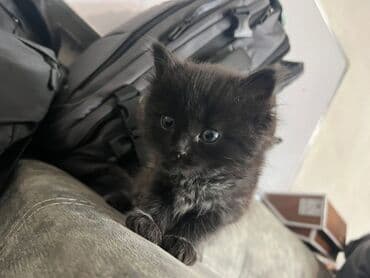 сколько стоят вислоухие кошки: Скотиш Фолд (Шотландская вислоухая), 2 месяца, Мальчик, Черный, Приучена к лотку — 14
