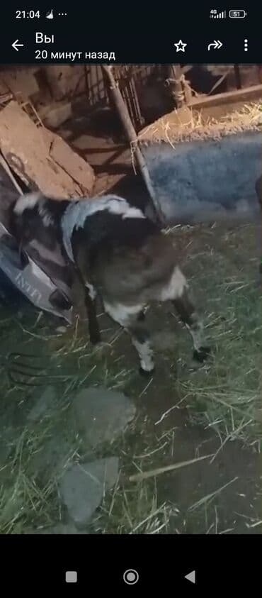 Собаки: Продаю | Коза (самка) | Для разведения — 1