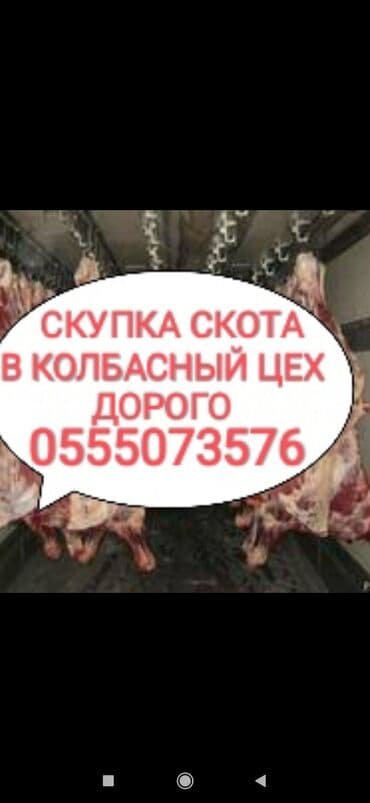 живой фарель: Куплю | Коровы, быки, Лошади, кони, Другие с/х животные | Круглосуточно, Любое состояние, Забитый — 1