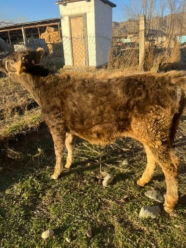 сколько стоят щенки померанского шпица: Продаю | Музоо, торпок | На откорм | Привязанные — 3