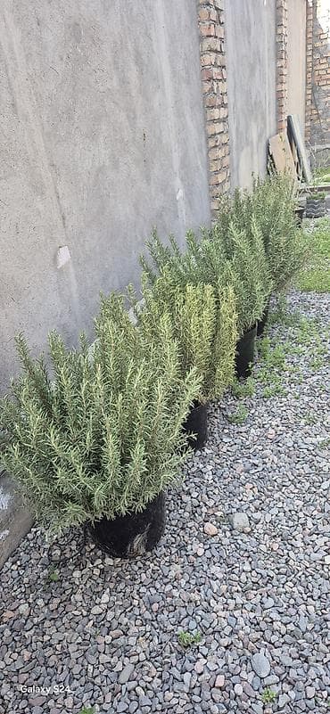 солнце: Розмарин (Rosmarinus officinalis) в горшках - Крупные, взрослые кусты — 1