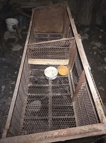 аренда лошади: Продаю | Крольчиха (самка), Кролик самец, Крольчата — 2