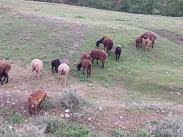 баран купить бишкек: Продаю | Овца (самка) | Для разведения | Матка — 4