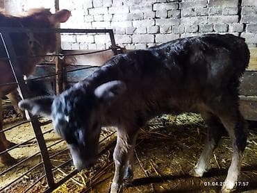 обрезка копыт коров: Продаю | Музоо, торпок | На откорм | Искусственник — 6