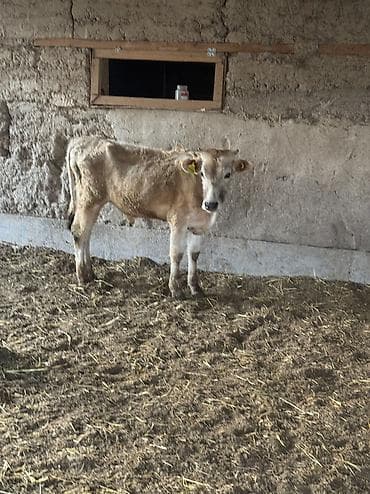 сазан живой: Продаю | Бык (самец) | Алатауская | Для разведения | Привязанные — 2