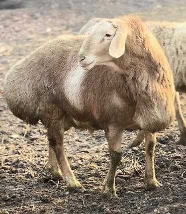 Ветеринар кызматы: Сатам | Ургаачы кой (ургаачы) | Көбөйтүү үчүн — 6
