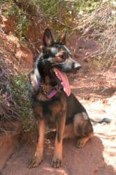 акустические системы mtk колонка в виде собак: Продается чистокровный клубный щенок Восточноевропейской овчарки.С — 9