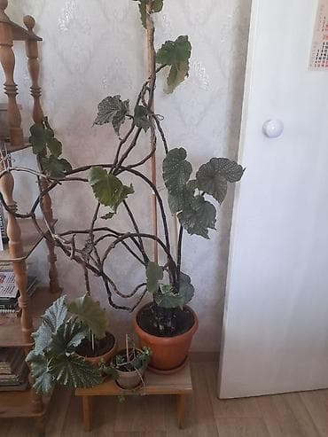 растение для дома и офиса: Только звонить по номеру, в сообщения не отвечаю. Оптом или поштучно — 2