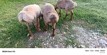 баран самка: Продаю | Овца (самка) | Для разведения | Ярка — 2