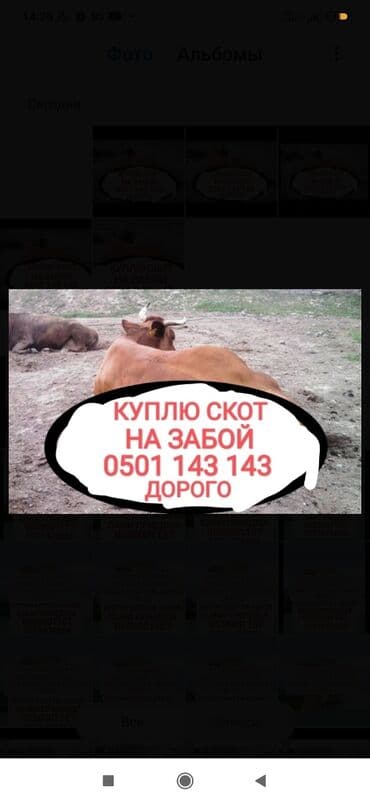 цены породистых собак: Куплю | Коровы, быки, Лошади, кони, Другие с/х животные | Круглосуточно, Любое состояние, Забитый — 1