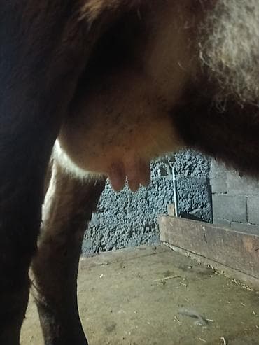 тоок сатам: Сатам | Уй (ургаачы) | Сүт алуу үчүн | Асыл тукумдуу — 7