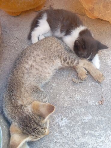 котята саванна купить: Два маленьких котенка, демонстрирующих различные окрасы. Один котенок — 1