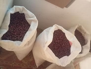 где купить листья малины: Сухой шиповник, цельные ягоды в мешках - Натуральные плоды шиповника — 4