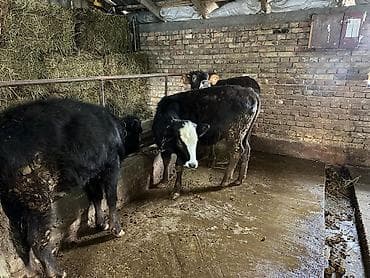 Кемирүүчүлөр: Сатам | Музоо | Аргын | Бордоп семиртүү үчүн | Байланган — 5