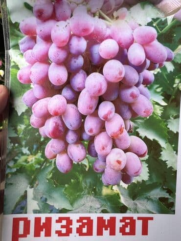 семена кукурузы бишкек: Другие виды семян и саженцев — 3