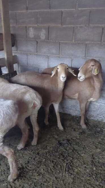 кролик ош: Продаю | Овца (самка), Ягненок | Арашан, Полукровка | На забой, Для разведения | Котные, Матка, Ярка — 3