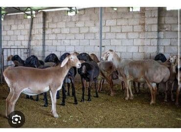 Продаю | Конь (самец) | Рабочий at lalafo.kg Продаю | Конь (самец) | Рабочий