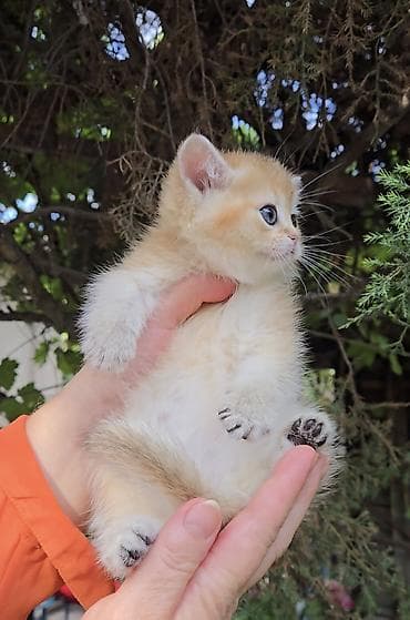 кот манчкин: Шотландские котята. Scottish fold окрас золотая шиншилла, ( — 9