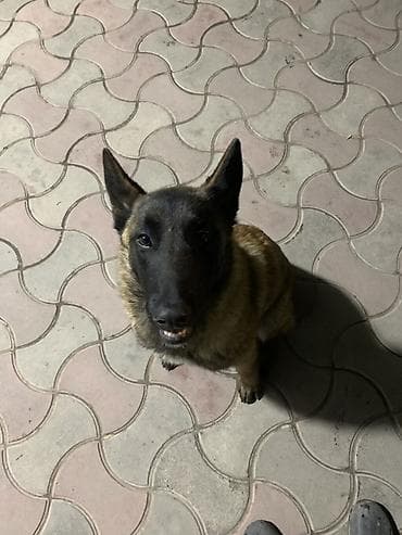 собаки охотничие: Порода: бельгийская овчарка (малинуа). Девочка 10 месяцев Нету — 2