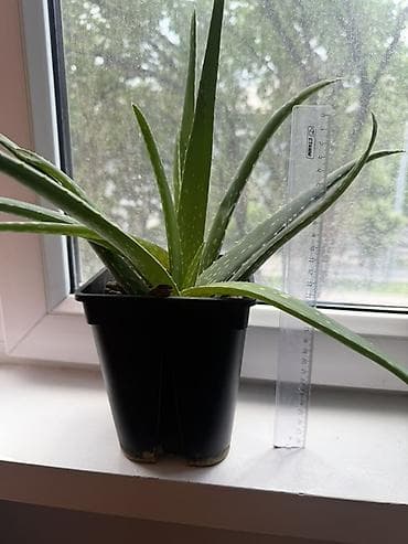 Алоэ вера в горшке - Вид: Aloe vera (суккулент с мясистыми листьями с