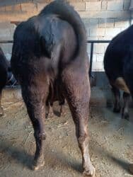 наполнитель для животных: Продаю | Корова (самка) | Алатауская, Швицкая | Для разведения, Для молока | Племенные, Стельные, Искусственник — 2