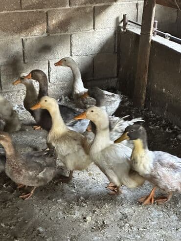 приют для собак: Утки 70 голов — 2