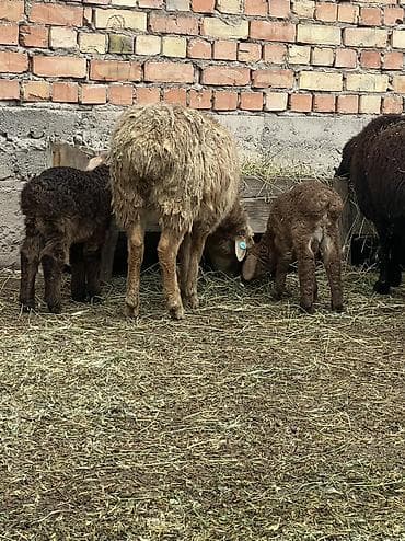 Башка жаныбарлар: Козулу койлор сатылат козулары чон чоп жеп калган 4/6/8 тишке чейин — 5