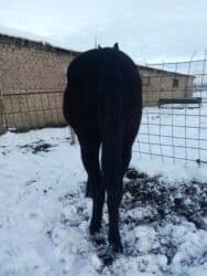 дом животных: Продаю | Жеребенок | Полукровка | На забой, Для разведения | Племенные — 5
