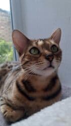 отдам котенка в добрые руки: На бронь бенгальские котята,свободны две девочки,к переезду будут — 8