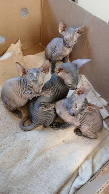 кошка сфинкс с шерстью: Донской сфинкс,котята резинки,всё котята лысые 3 девочки и 1 — 3
