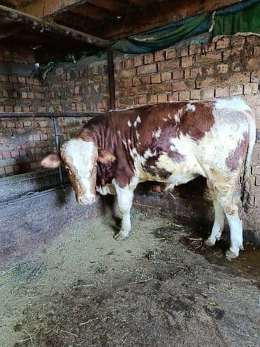 Грызуны: Продаю | Бык (самец) | Симментальская | На откорм | Племенные — 5