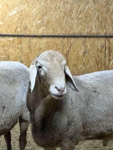 племенные коровы молочные купить: Продаю | Овца (самка), Баран (самец) | Арашан | Для разведения | Матка — 6