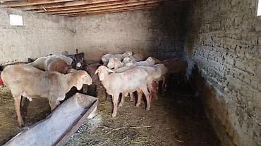 chi su: Продаю | Баран (самец) | Для разведения | Племенные — 1