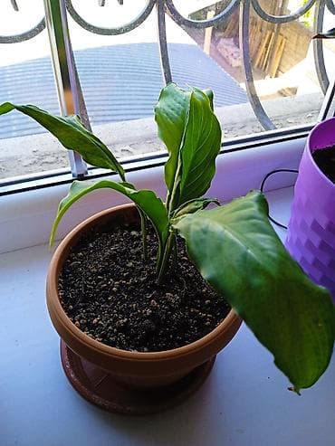 пеларгония: Комнатные растения в горшках: 1) Пеларгония (герань) с крупными — 4