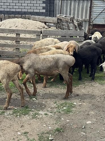 молоко осла: Продаю | Овца (самка), Баран (самец) | Гиссарская, Арашан, Эдильбаевская | Для разведения, На забой | Осеменитель, Ярка — 5