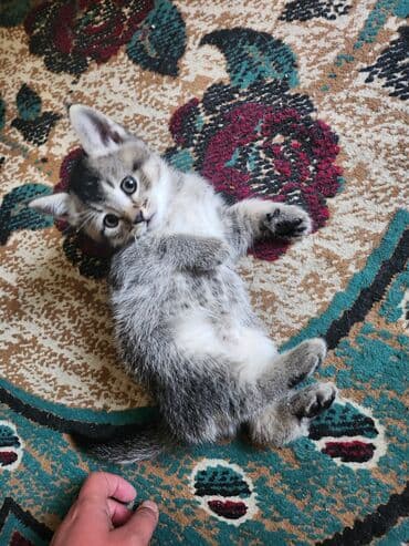 мейн кун бишкек купить: 3 месяца, Девочка, Метис, Приучена к лотку — 6