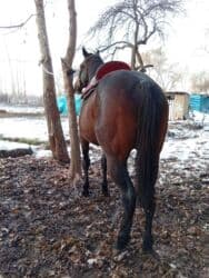 продажа домашних животных: Продаю | Жеребец | Английская | Конный спорт — 9