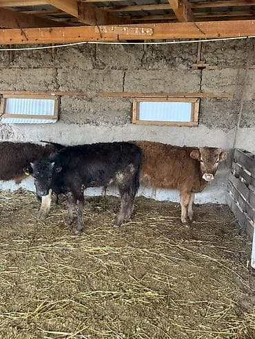 арзан иттер: Сатам | Бука (эркек) | Бордоп семиртүү үчүн — 4