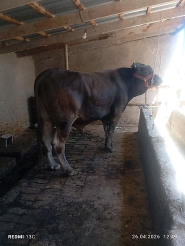 охотничая собака: Продаю | Бык (самец) | Для разведения | Племенные — 3