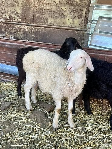 утята муларды купить: Продаю | Овца (самка) | Полукровка | Для разведения — 5