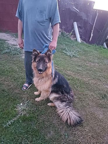 кангал собаки: Немецкая овчарка, длинношёрстная (классический чёрно-рыжий окрас) — 2