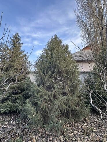 купить шкаф для одежды бишкек: Саженцы деревьев: Ели — 5